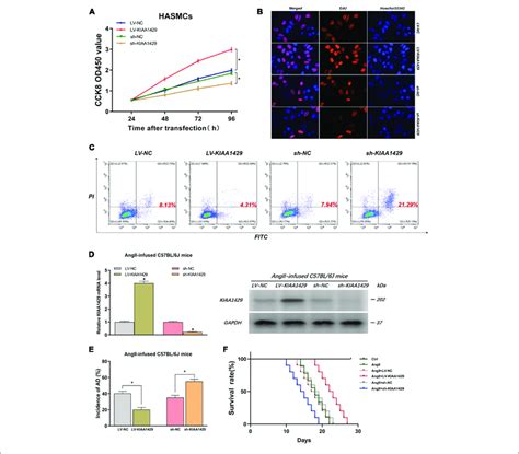 Kiaa Can Promote Hasmc Proliferation Inhibit Haec Apoptosis And