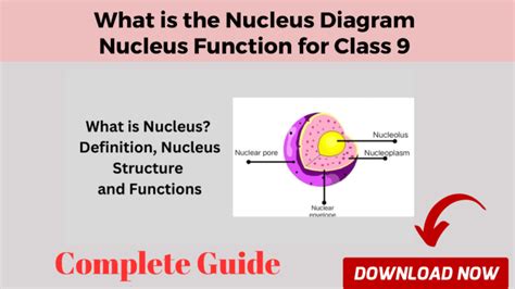 What Is Nucleus Diagram Nucleus Function For Class 9 Smart Classes