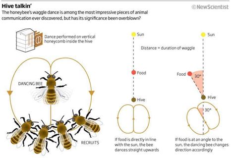 Rethinking The Bees Waggle Dance New Scientist