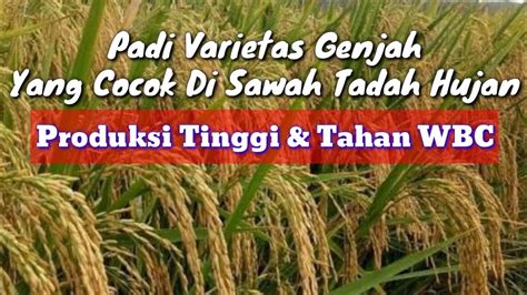 Padi Varietas Genjah Yang Cocok Di Sawah Tadah Hujan Youtube