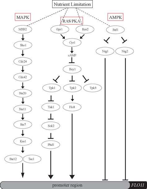 Figure 11 From Analysis Of Kinase Signaling Pathways Regulating