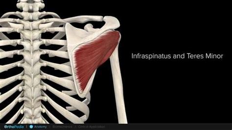 Anatomy Of The Shoulder With Proximal Humerus Fractures OrthoPedia