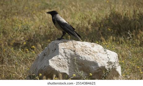 Raven Porn Royalty Free Images Stock Photos Pictures Shutterstock