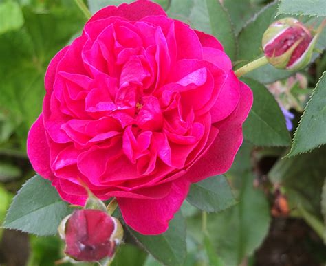 Darcey Bussell Rose