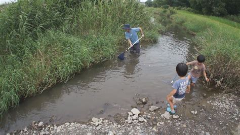 近くの川でガサガサ 夏の思い出 Playing In The River Youtube