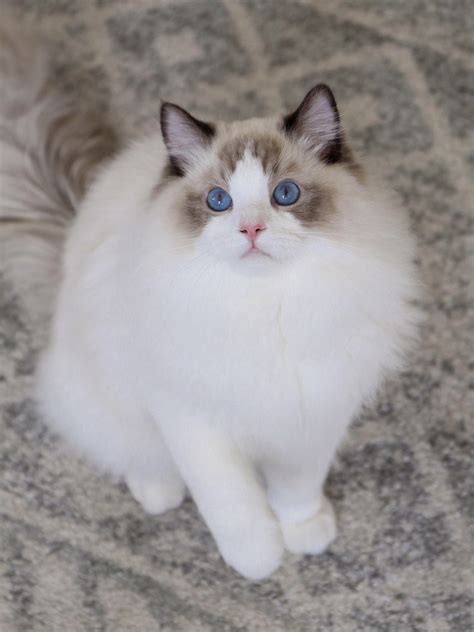 Ragdoll Breeding Program | Stunning Male Ragdolls — Ragdoll Kittens For ...