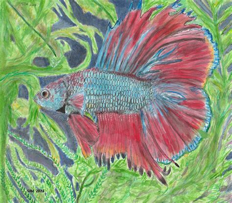 Betta fish painting by tulipteardrops on DeviantArt