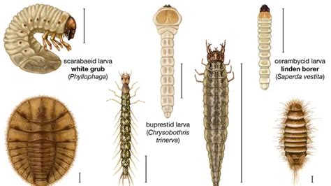 Beetle Larva | Insect Wiki | Fandom