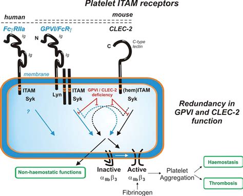 Platelet Hem Immunoreceptor Tyrosinebased Activation Motif Receptors