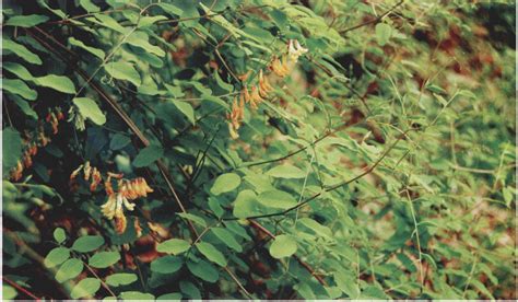 太白野豌豆 秦巴野生植物 图片