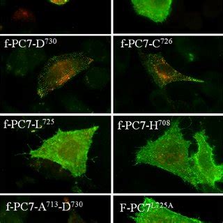 Truncation Of Cytoplasmic Tail Of Pc Beyond Ser Results In