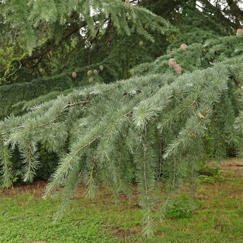 Blaue Atlas Zeder Cedrus Atlantica Glauca