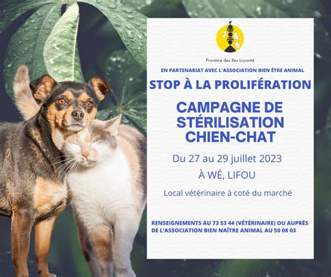 Campagne De Sterilisation Chien Chat Province Des Les Loyaut