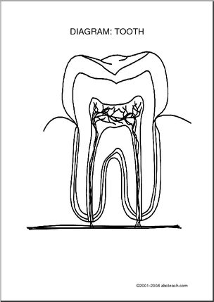 10 Parts Of The Tooth Worksheet / worksheeto.com