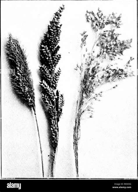 Millets Plants Black And White Stock Photos And Images Alamy
