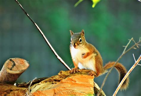 1920x1080 Wallpaper White And Brown Squirrel Peakpx