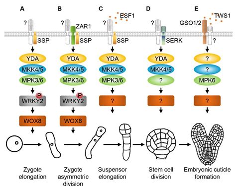 Ijms Free Full Text Receptor Like Protein Kinases Function Upstream