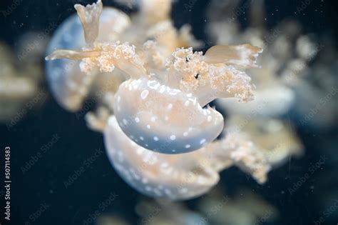 White Spotted Jellyfish Also Known As Phyllorhiza Punctata Floating