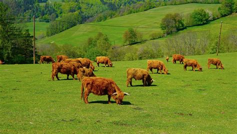 Cattle Farm Austria Free Photo On Pixabay Pixabay