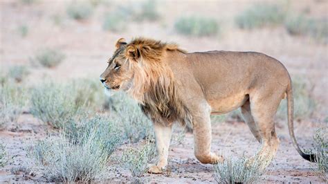 Lion Is Walking On Forest Landscape HD Animals Wallpapers | HD ...