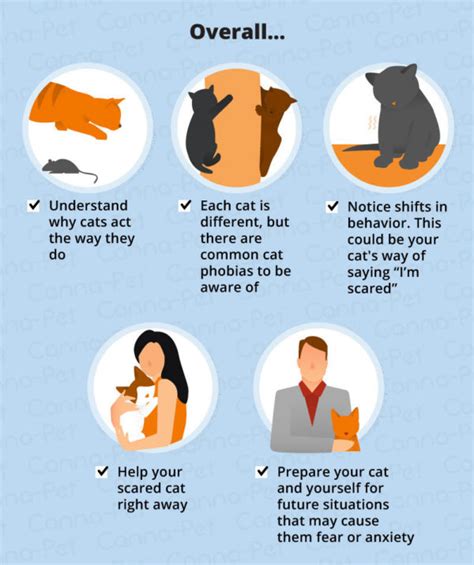 Common Cat Phobias How To Manage Them Canna Pet