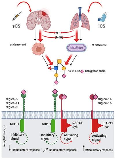 Ijms Free Full Text Sialic Acid Siglec Axis As Molecular Checkpoints Targeting Of Immune