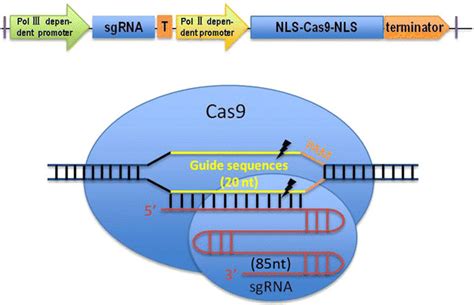 A Schematic Showing The Conventional Structure Of The Crispr Cas9 Download Scientific Diagram