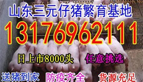 今日仔豬價格 仔豬價格行情走勢要立 每日頭條