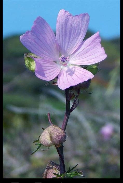 Pin By M Consuelo Serrano G On Mis Flores Favoritas Plants