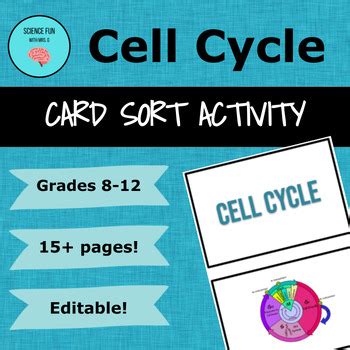 Cell Cycle Mitosis Card Sort Activity By Science Fun With Mrs G