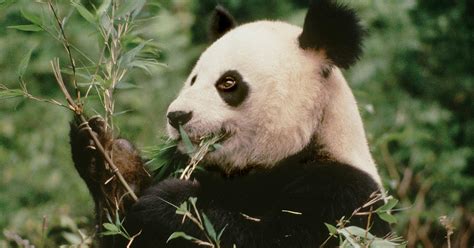 Gro E Pandas Im Wwf Artenlexikon Zahlen Fakten Wwf