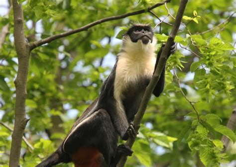 Protecting Côte d’Ivoire’s Primates – Rainforest Trust