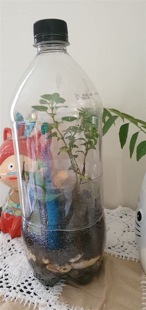 Glass Water Bottle Terrarium at Dominic Johnson blog