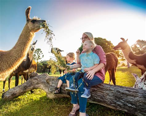 The Llama Farm, Ipswich Queensland