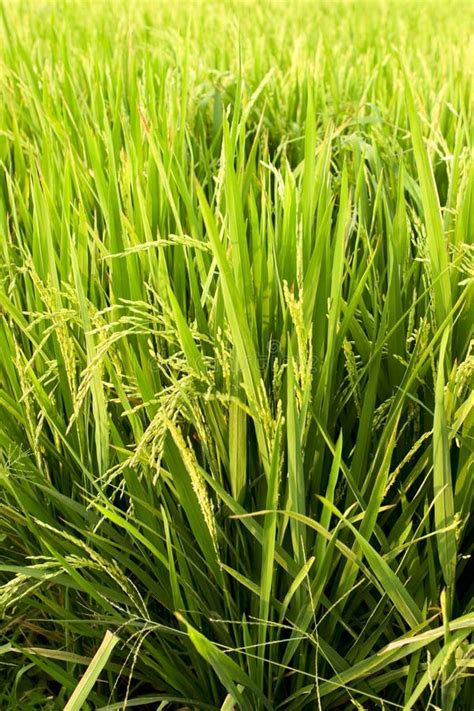 Rice Plant Stock Image Image Of Agriculture Field Grain 11178619