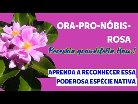 A poderosa ORA PRO NÓBIS ROSA Usos e dicas para identificação dessa