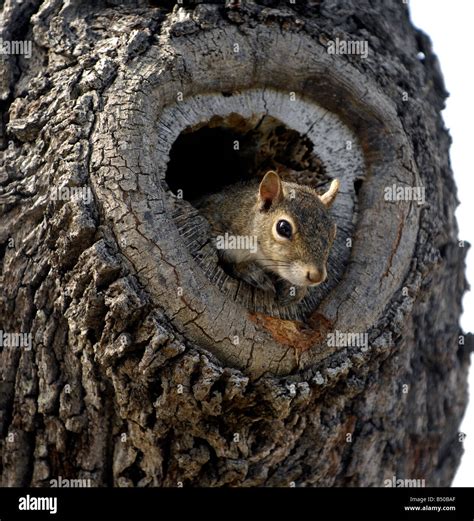 Squirrel Nest In Tree : Friends of ARC - The ARC - Animal ...