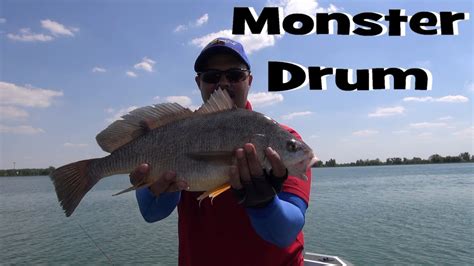 Huge Freshwater Drum 22 Youtube