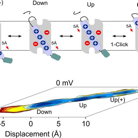 Voltage Sensor Gating Mechanism As A Series Of Quantized Clicks The