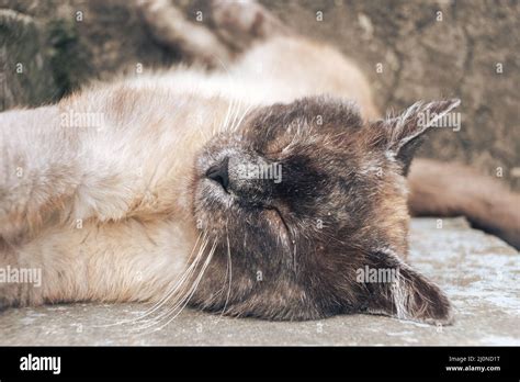 Close Up Sleeping Siamese Cat Lying On A Grass Funny Sleeping Cat S