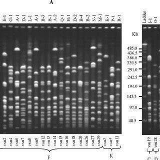 Pulsed Field Gel Electrophoresis PFGE Profiles Of Sma I Digested