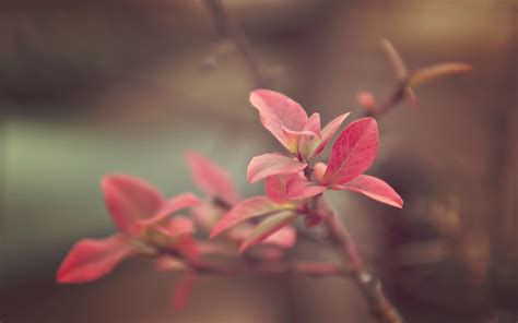 Wallpaper Nature Red Branch Blossom Pink Leaf Flower Flora