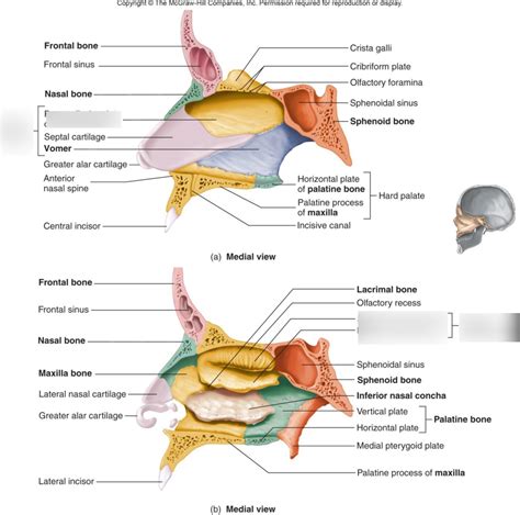 Nasal Septum Diagram Quizlet