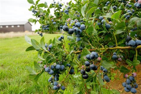 When To Prune Blueberries Evergreen Blooming