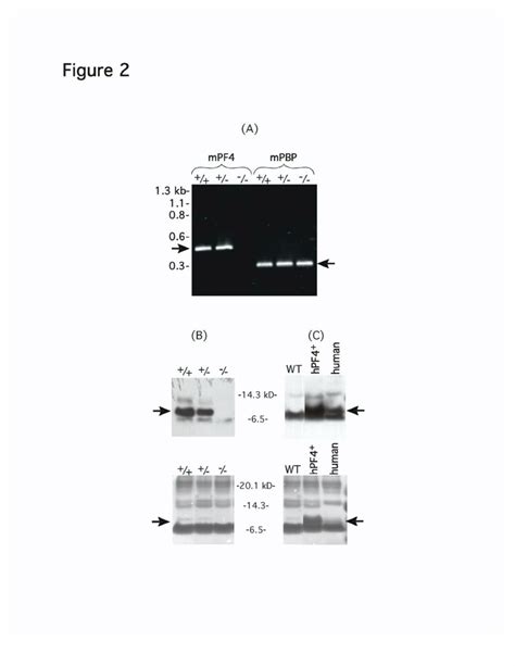 PF4 message and protein levels. | Download Scientific Diagram