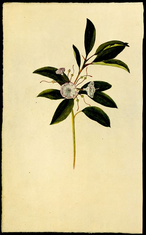 Mountain Laurel Drawing At Explore Collection Of