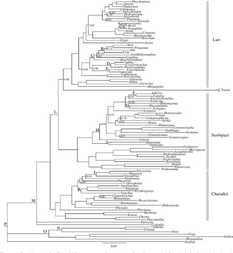 Figure From Phylogenetic Relationships And Divergence Times Of