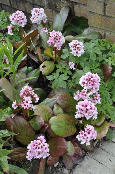 The Comprehensive Guide To Bergenia Elephant S Ears Plants Claire