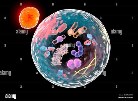 Lysosome Function