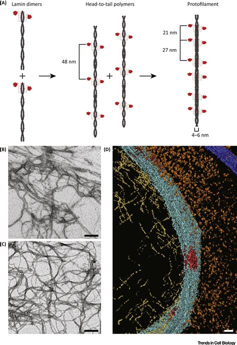 Nuclear Lamins Thin Filaments With Major Functions Trends In Cell Biology